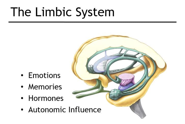 limbic-system